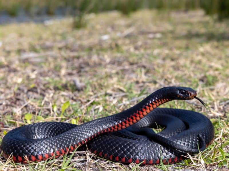 5 Specific Dreams About Red and Black Snakes and their Interpretations