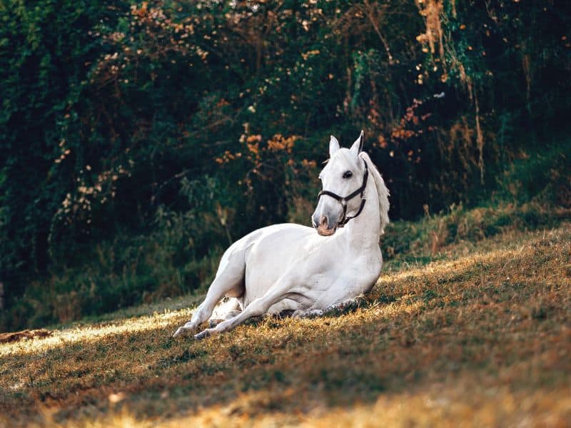 Dream About White Horse (Spiritual Meanings & Interpretation)